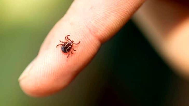 Zecche: tutto quello che c’è da sapere per proteggere i nostri amici animali