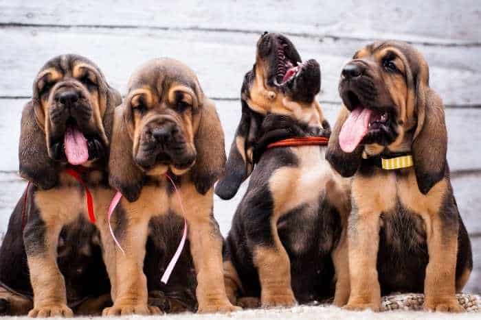 allevamento di cani immagine
