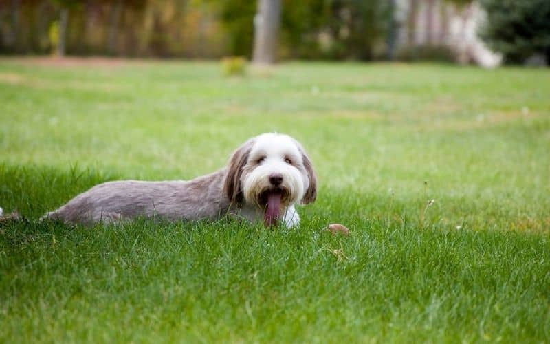 Bearded collie foto