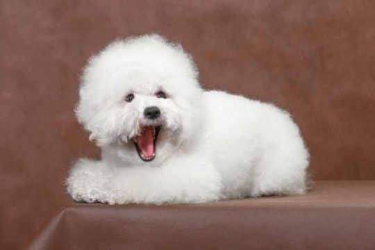 Bichon a Poil Frise
