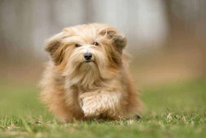 Foto di Bichon Havanais