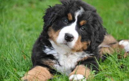 Bovaro Bernese: info su carattere, peso e taglia