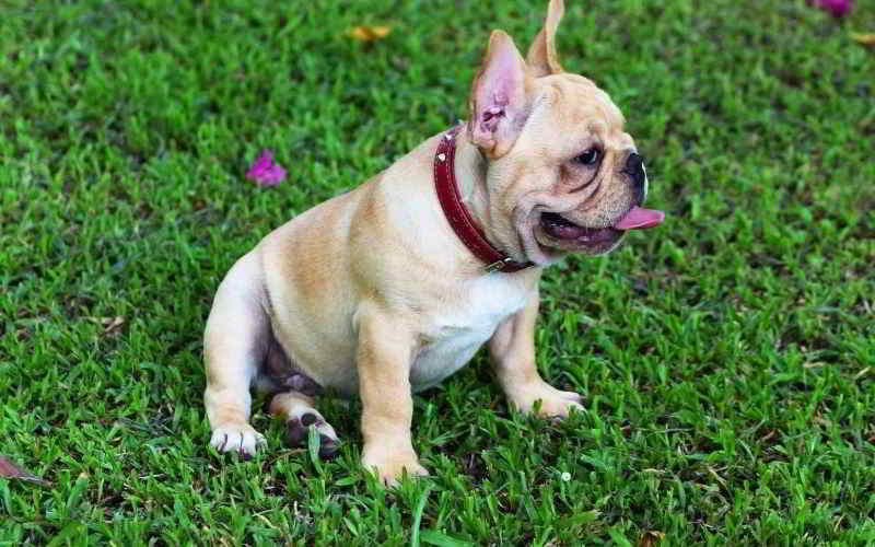 Cane Bouledogue Francese