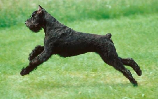 Cane Schnauzer gigante