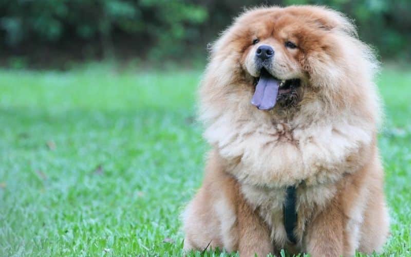 Cane chow chow foto