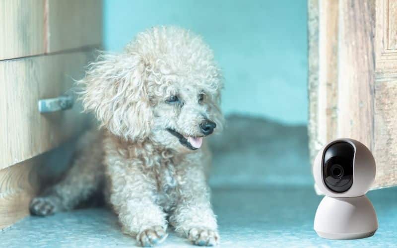 Come scegliere la telecamera per cani Barboncini con foto