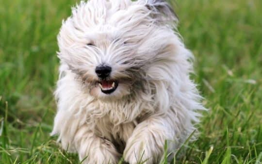 Coton de Tulear