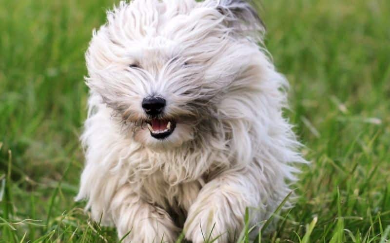 Coton de Tulear foto