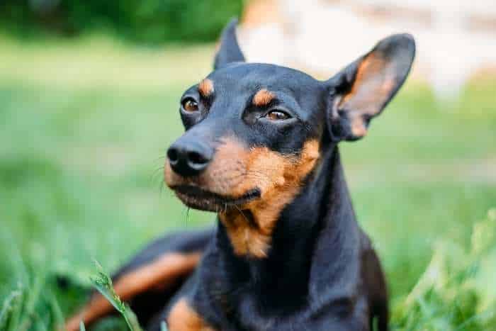 Foto di cane Pinscher