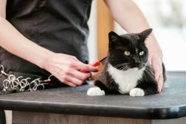 Come toelettare un gatto