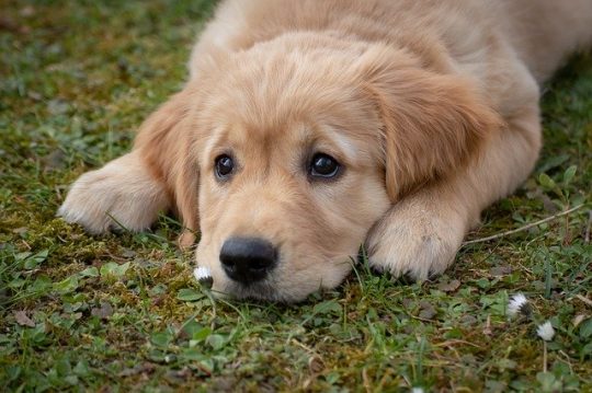 Golden Retriever: tutto quello che devi sapere