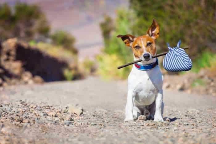 Foto di cane smarrito