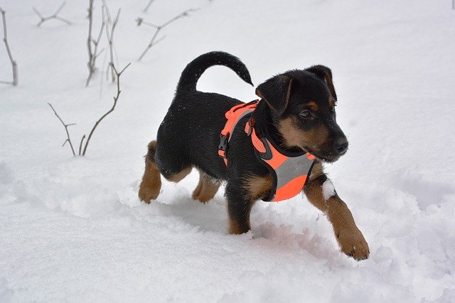 JAGDTERRIER CUCCIOLI E ADULTI