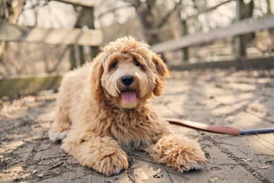 Labradoodle