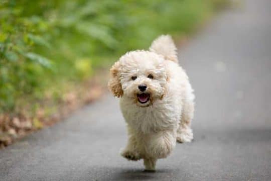 Maltipoo