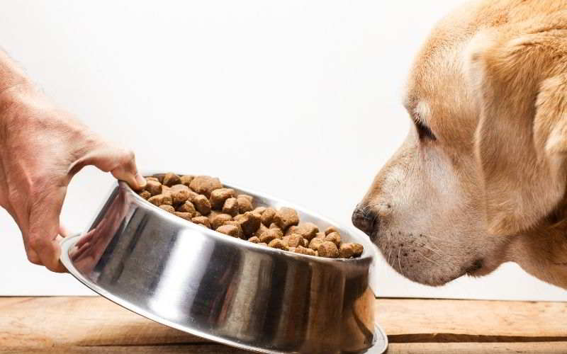 IL MIO CANE NON MANGIA