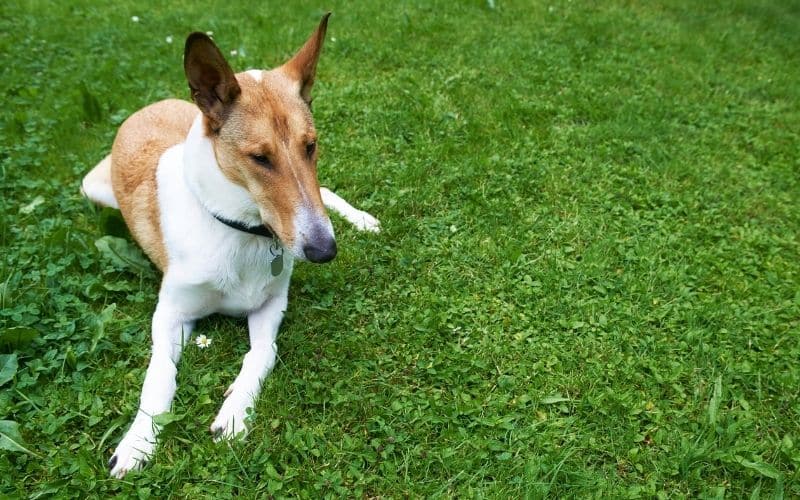 SMOOTH COLLIE LASSIE A PELO CORTO