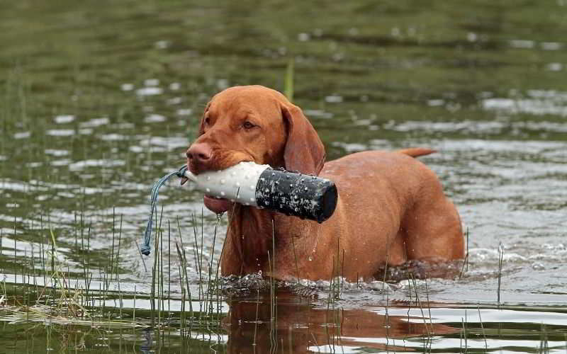 Vizsla Bracco ungherese a pelo corto