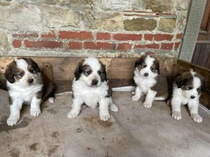 Cuccioli incrocio pastore bernese e maremmana