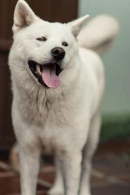 Akita Inu cuccioli e adulti