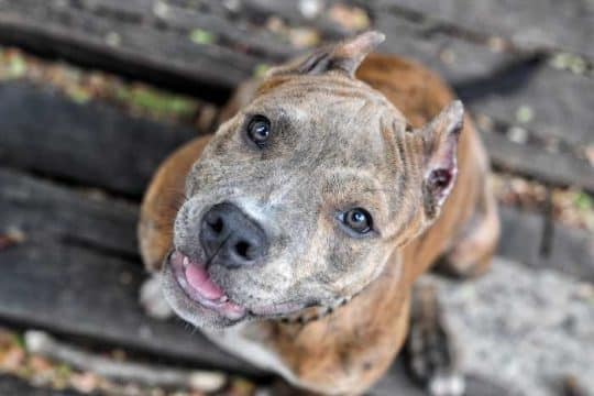 American Pit Nancy Allen
