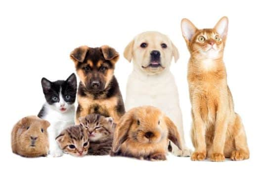 Gli animali domestici più comuni e le loro esigenze