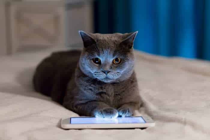 esempio di app per gatti
