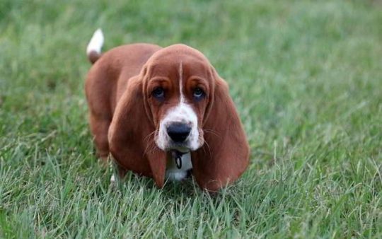Cane Basset hound