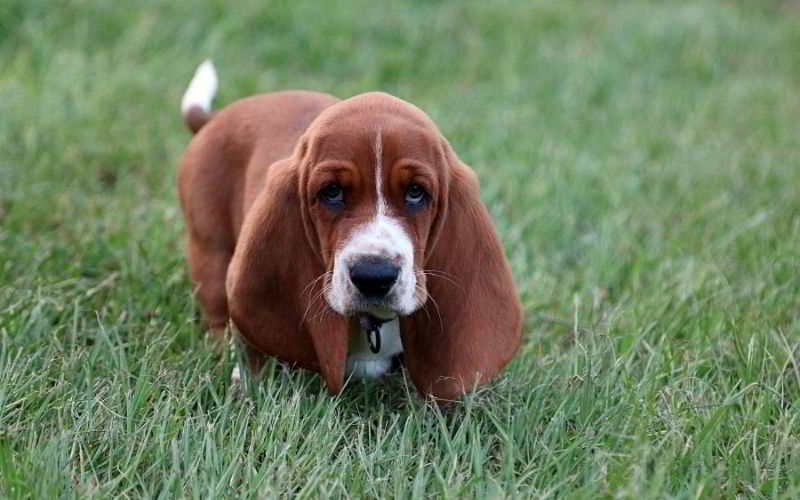 basset hound