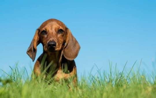 Cane bassotto: tutte le caratteristiche che devi conoscere