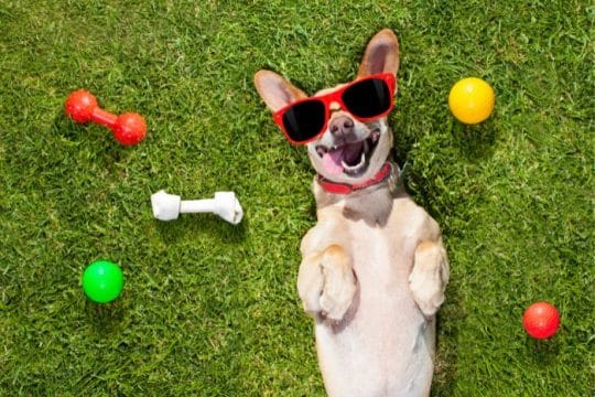 Il benessere psicofisico degli animali domestici e l’importanza del gioco