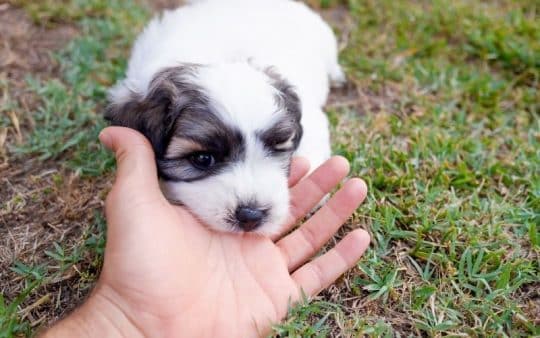Bichon Frise: tutte le informazioni su questa razza