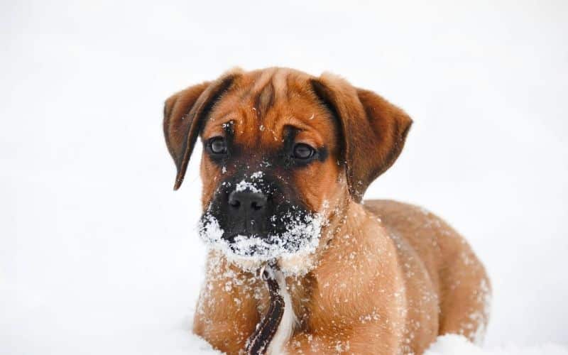 bullmastiff foto del cane