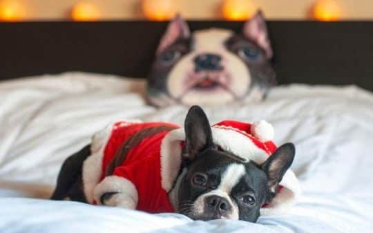 Boston Terrier: carattere, peso, taglia e altre info
