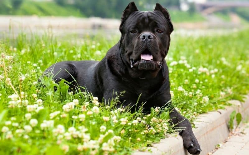 cane corso foto del cane