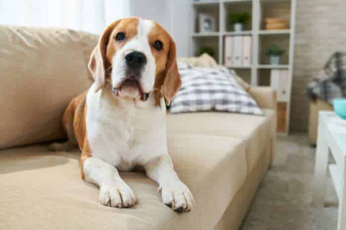 foto esempio cane da appartamento