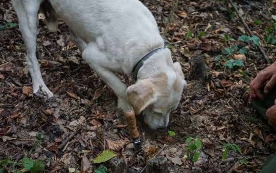 Il mio cane non mangia, cosa posso fare?