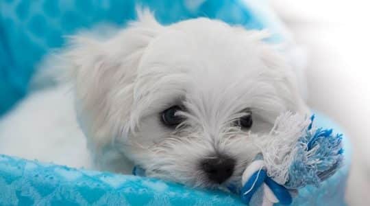 Cane maltese