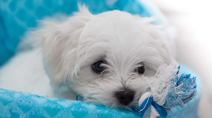 cane maltese foto di cuccioli