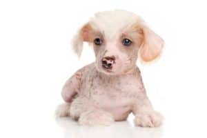 foto cucciolo di cane 