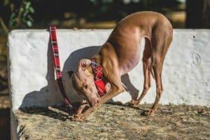 cane levriero italiano 
