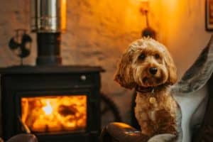 foto cane cavapoo adulto 