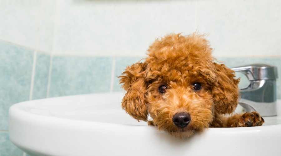 Come pulire i denti del cane barboncino