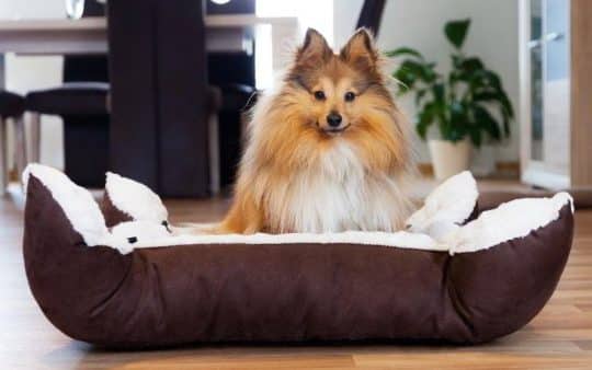 Cucce per cani: come scegliere la migliore