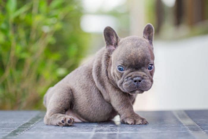 cucciolo di bulldog