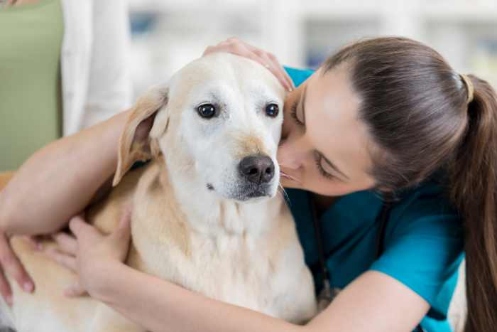 donna che si prende cura del cane