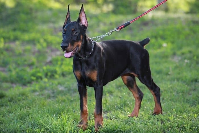 foto di dobermann al guinzaglio