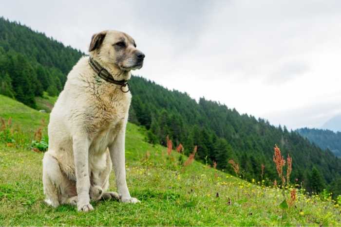 Kangal Turco