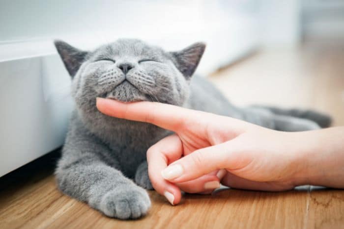 Foto comportamento del gatto