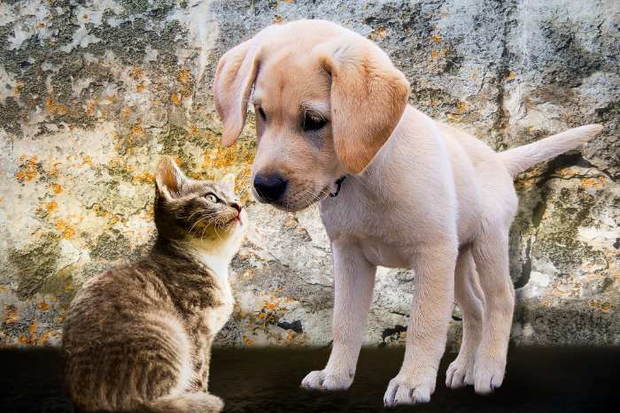 Foto di cane e gatto cuccioli